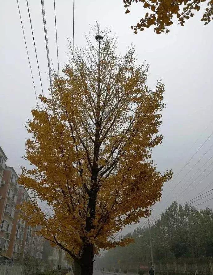 流浪猫被困25米树梢八天七夜,一只猫独自存活75天