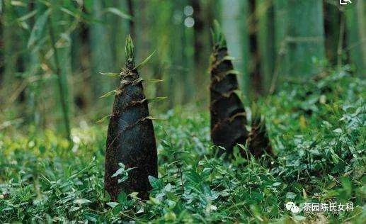 春笋可口，谨防湿热带下