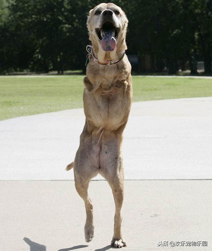 泰迪犬走路不直视主人怎么回事,怎样看待泰迪直立行走