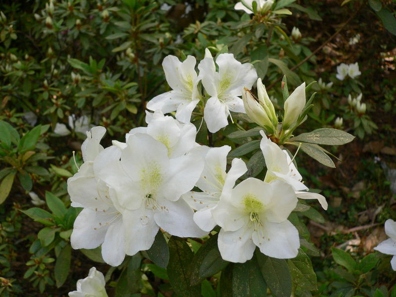 中国三十种名花图片大全,中国十大名花及花卉文化