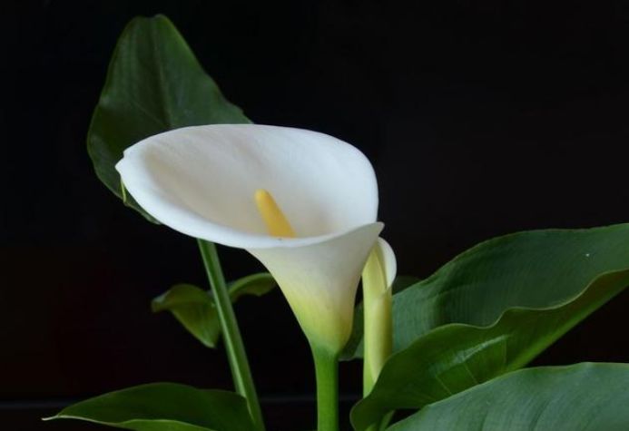 马蹄莲怎么养才能开花呢,马蹄莲怎么养护让它第二年开花