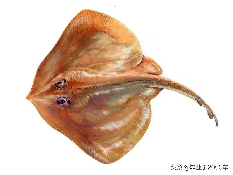 辽宁常见的鱼有哪些,辽宁沿海常见鱼