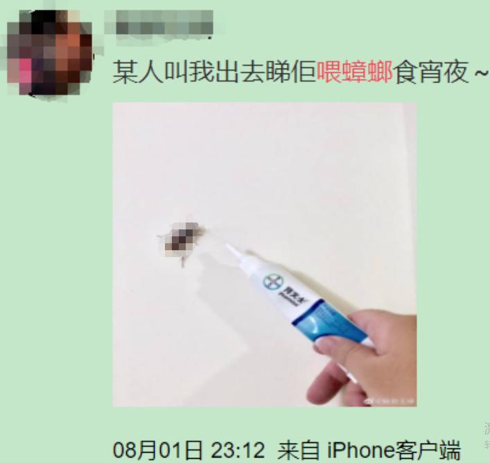 巨型蟑螂南方大蟑螂,广东巨型蟑螂和北方蟑螂对话