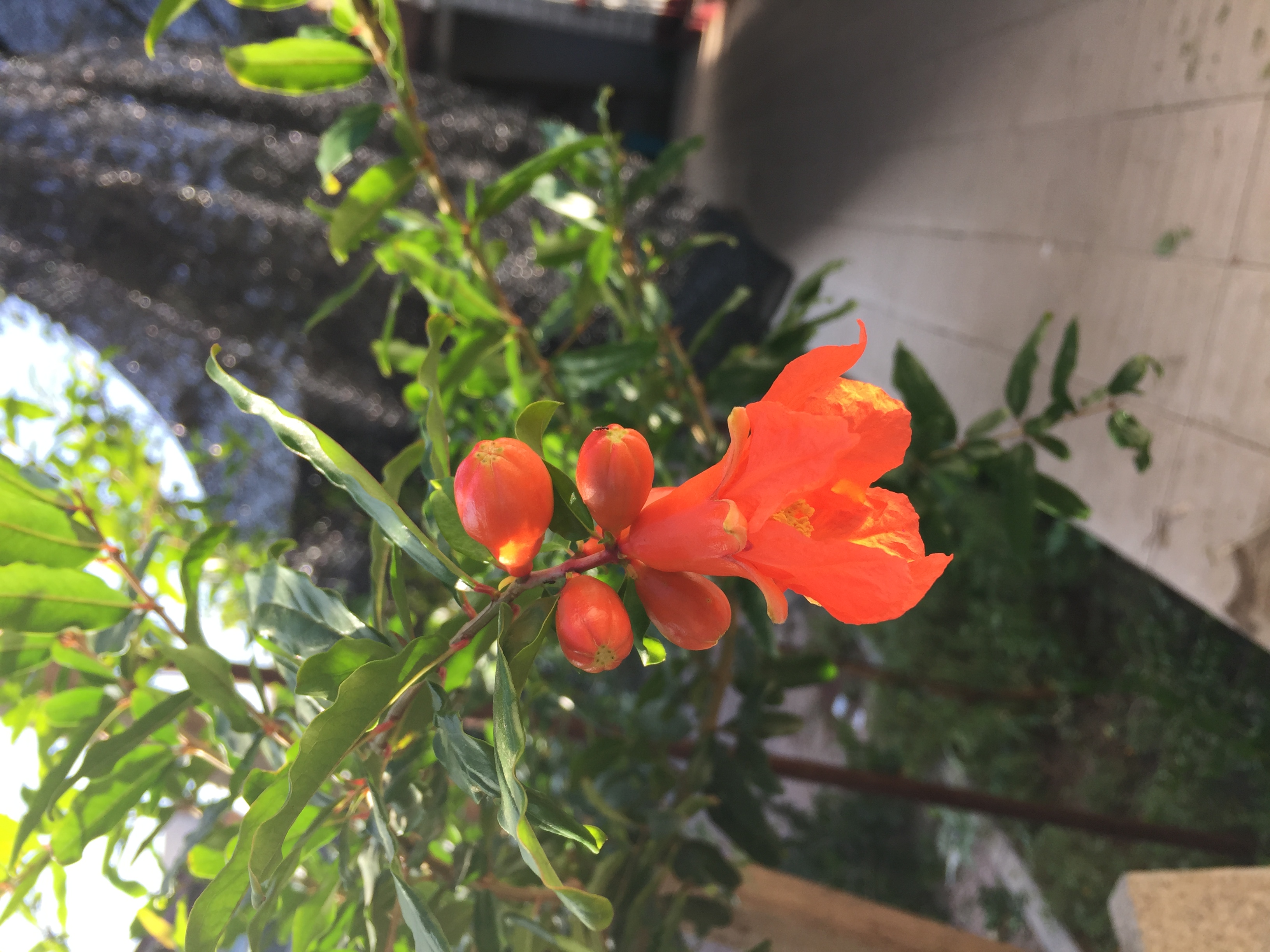 我的家乡大兴安岭完整版的歌曲,我的家乡大兴安岭原唱