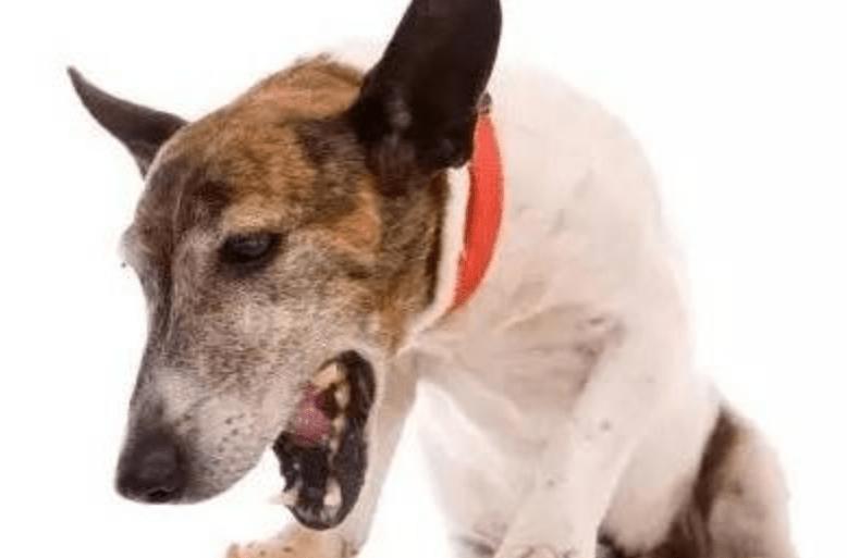 狗狗呕吐食物残渣怎么办,狗狗老是呕吐是怎么回事