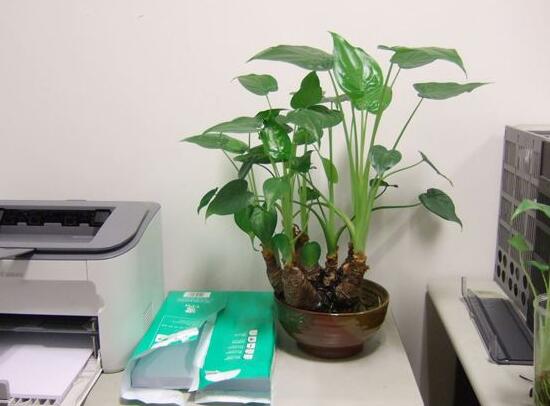 滴水观音烂根怎样处理,水培滴水观音不烂根土培就烂根