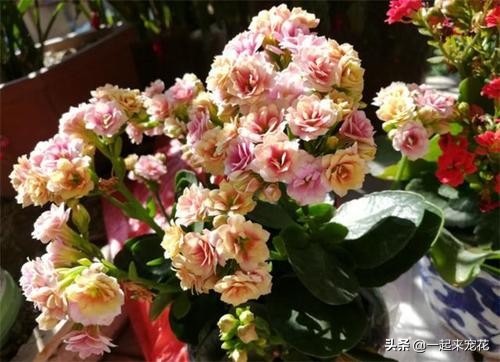 用塑料袋养花的妙用,塑料袋养花有什么用途