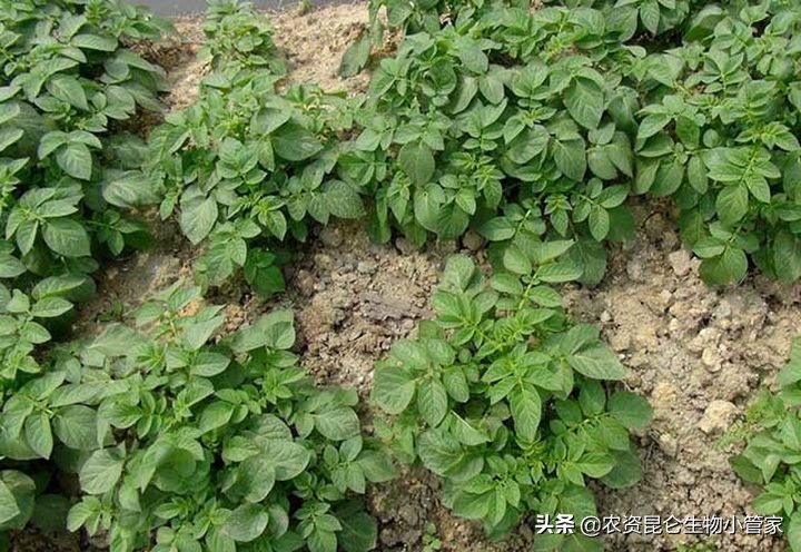 土豆腐烂病怎么防治,土豆根腐病根治方法