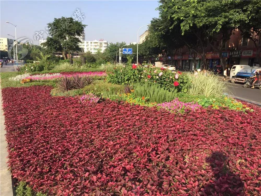 双流最近花海,双流二月花海