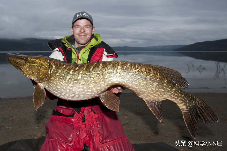 暴雨淋野生鱼会死吗,高温导致鱼类死亡