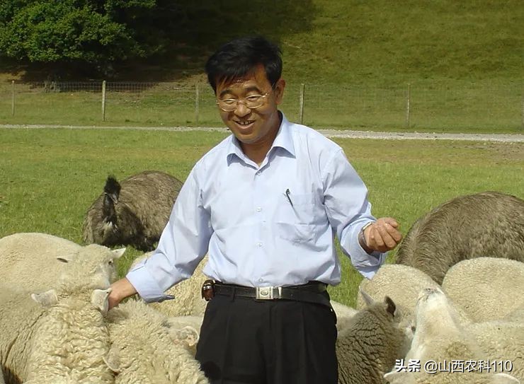 羔羊断尾致破伤风治疗,羔羊得了破伤风怎么治