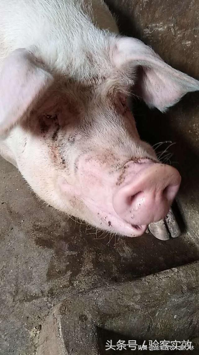 乳猪又吐奶又拉稀怎么办,乳猪腹泻好了之后怎么去护理