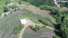 同心奔小康·柞水行|“山茶娃”凝聚浓浓“山海情”