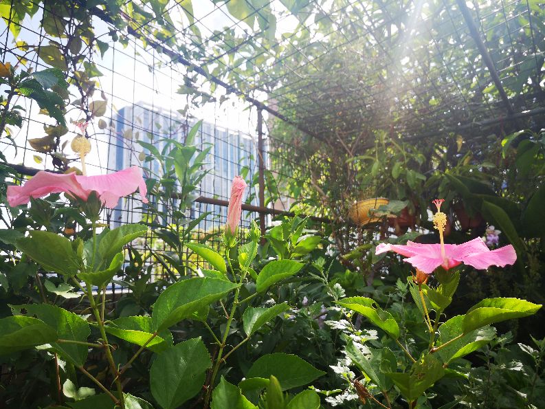 一方净地与你分享——扶桑花开,热烈奔放