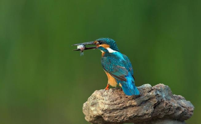 高清童年常见飞禽篇(值得珍藏)