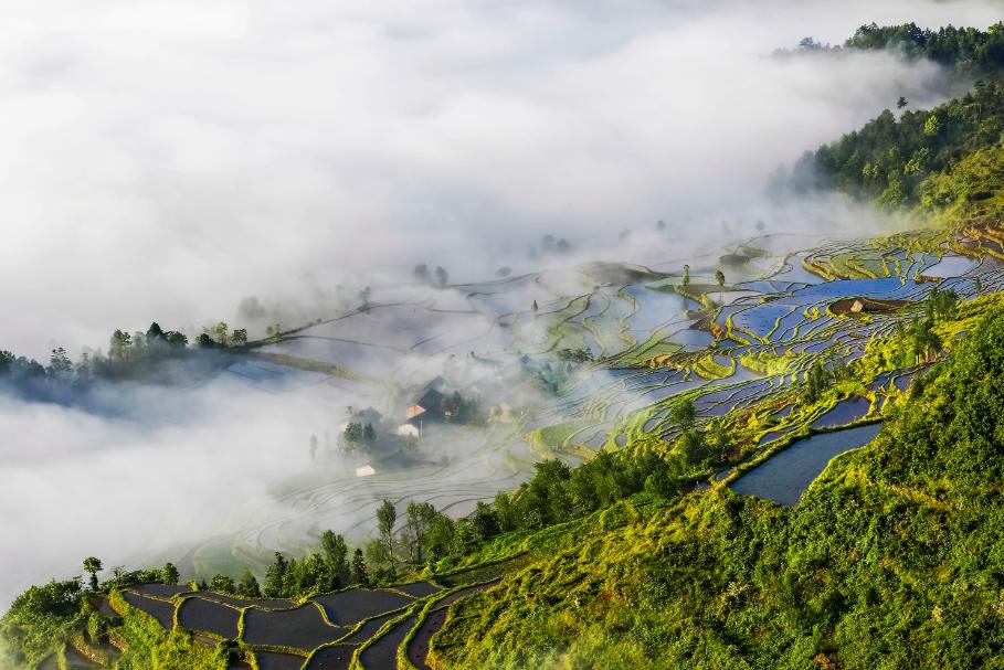 仙人街景区赏花攻略,吉尼斯打卡仙人街