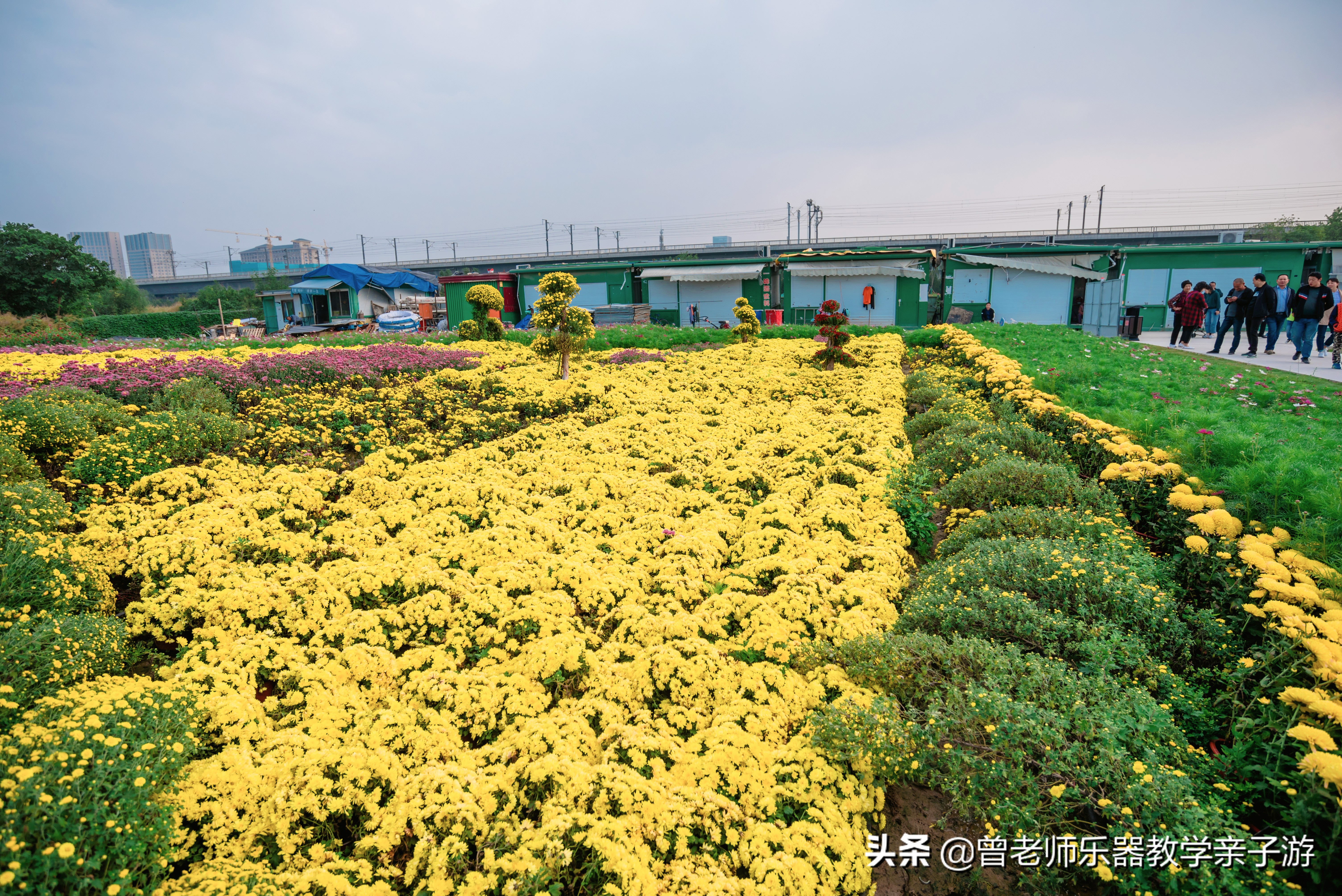 爱菊研学游,爱菊丝路文化菊花园西安