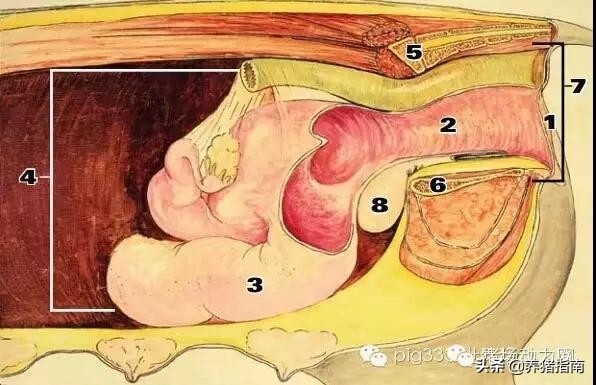 难产母猪助产教程,母猪难产助产六大技巧