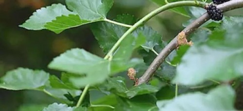 澳洲cemoy面霜真的好用吗,cemoy面霜修红测评