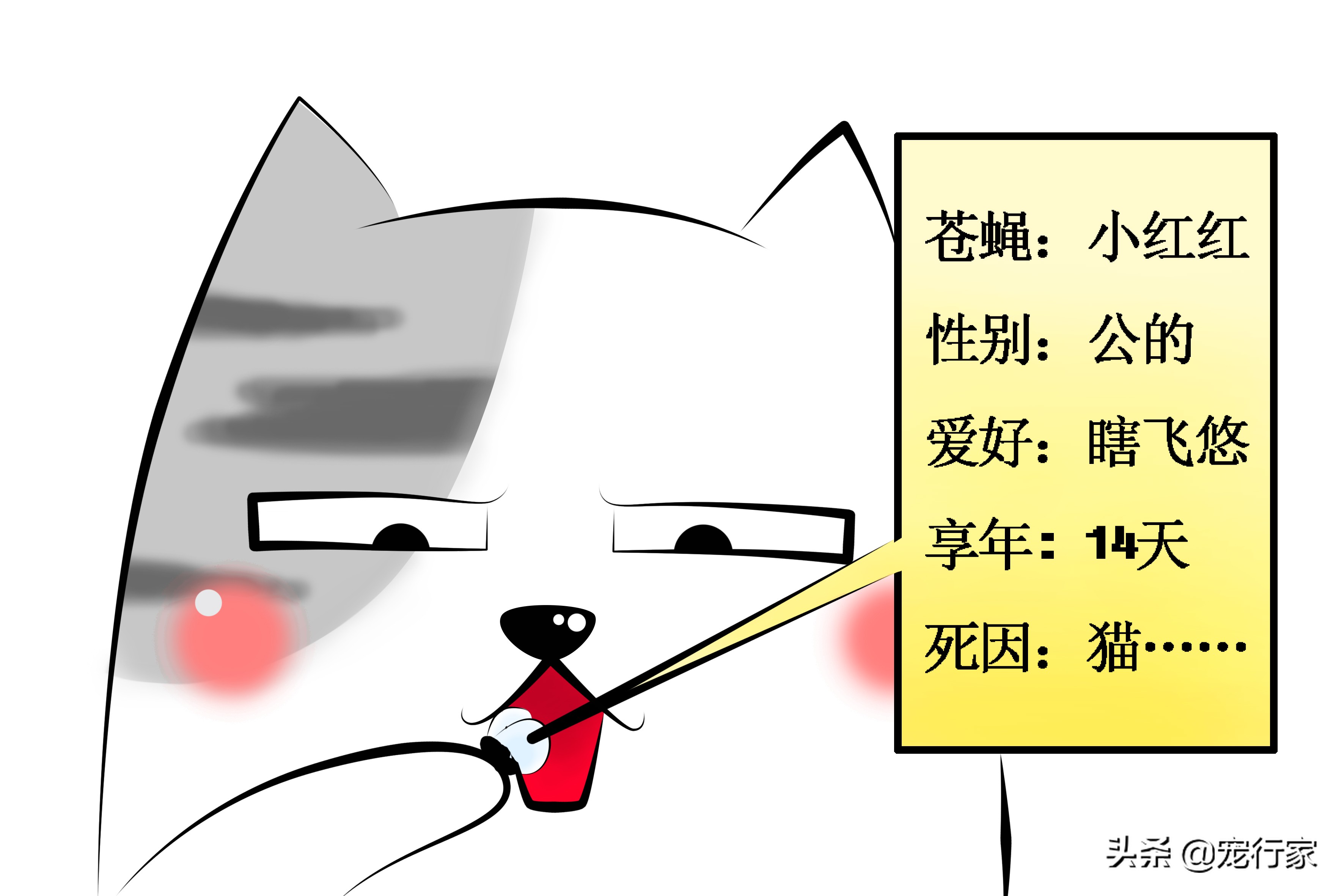 猫咪爱偷吃家里食物,猫咪爱抓鸟吃