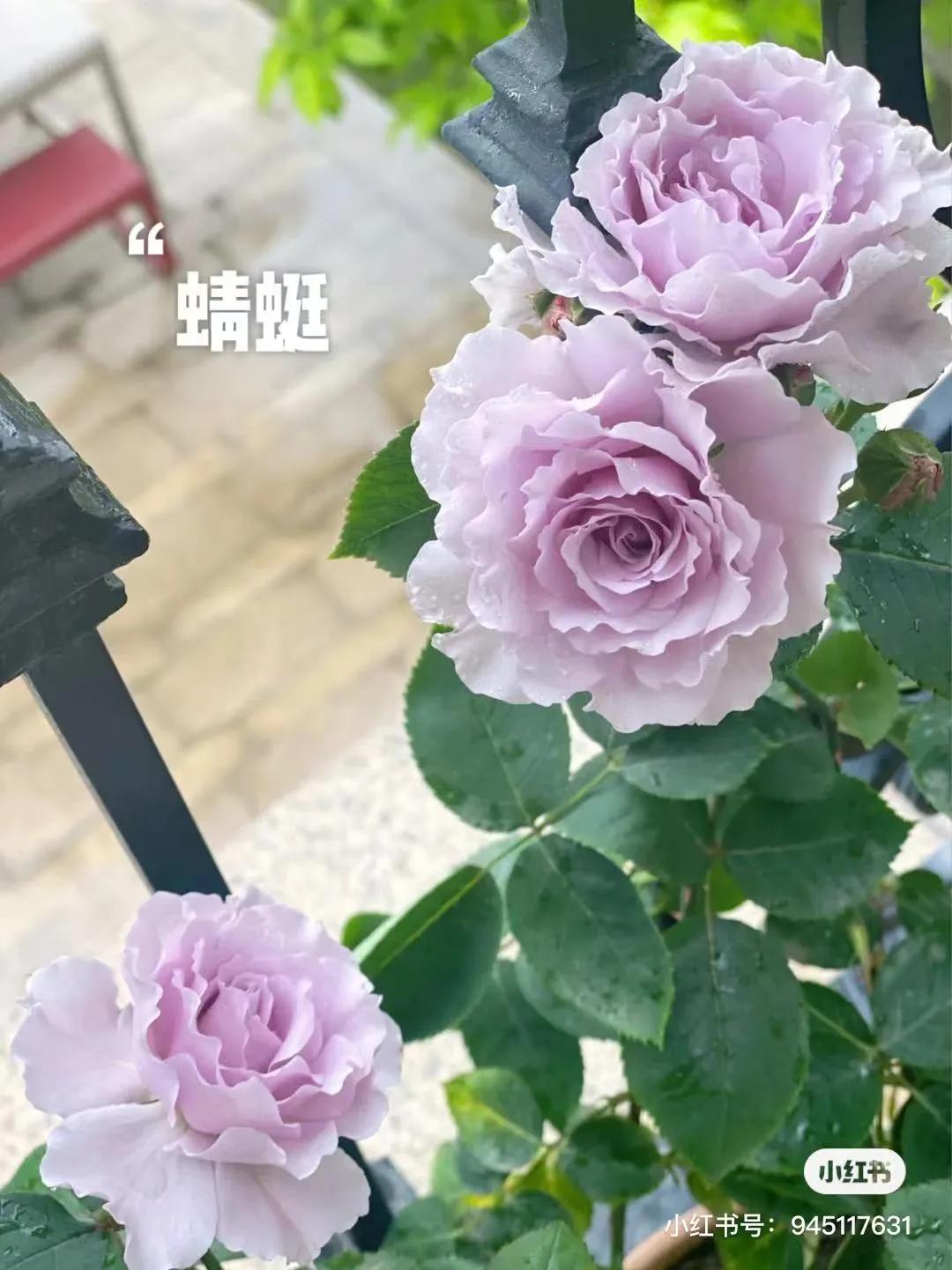 获得worldrose的12款月季品种,露台月季品种推荐