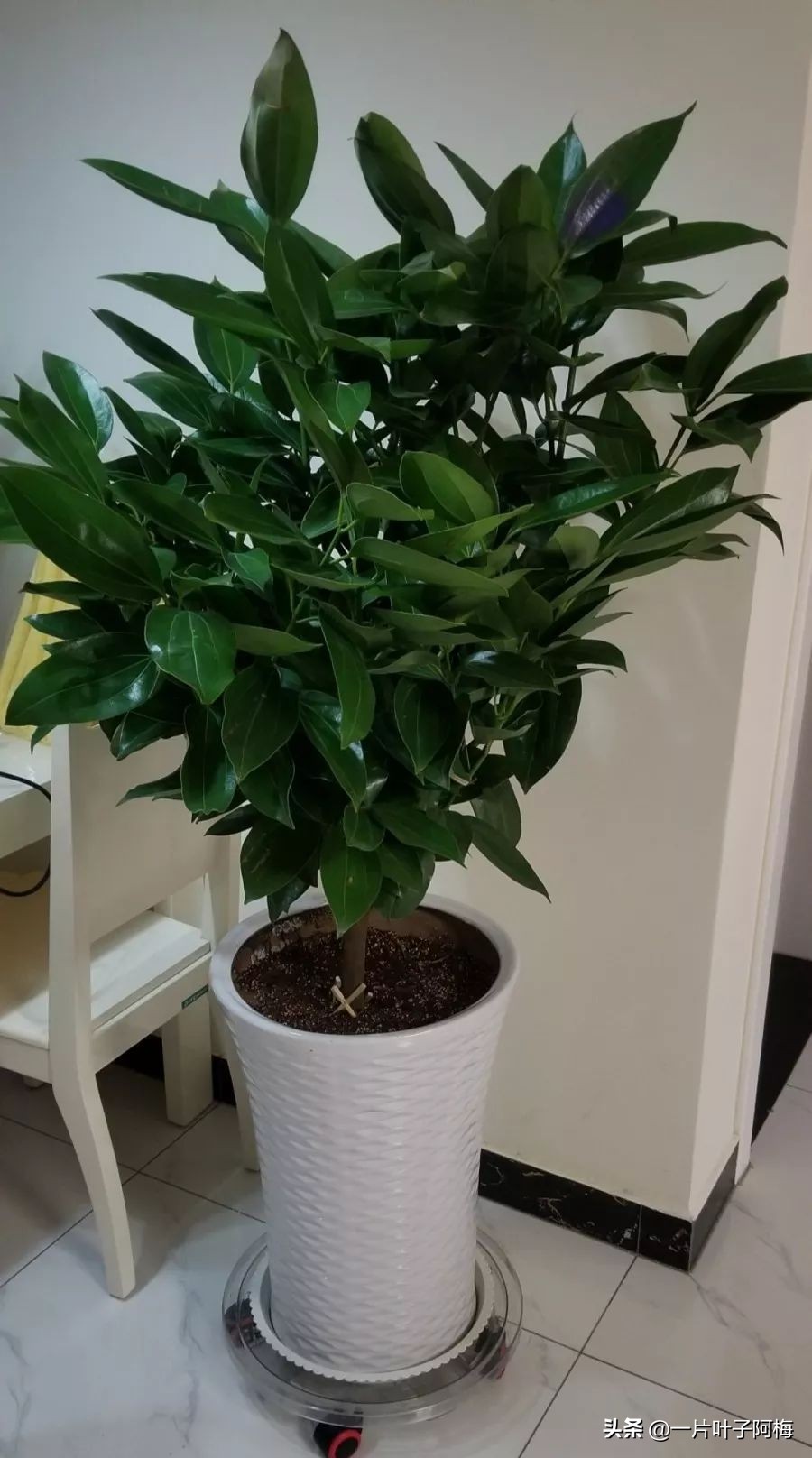 5个植物最招财,能开花又好养的植物又有寓意