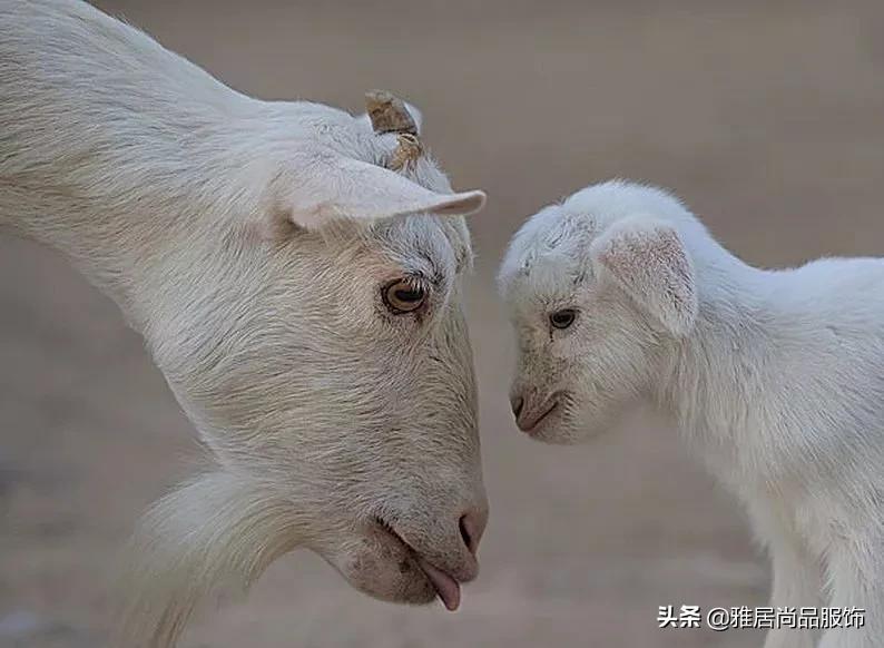羊绒大衣羊毛多好还是羊绒多好,什么价位的羊绒大衣才是好羊绒