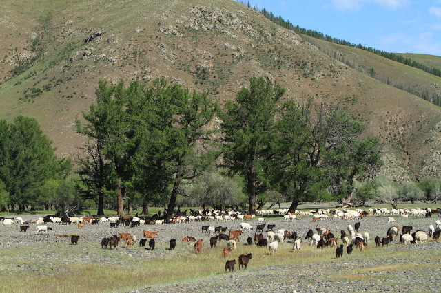 散养500只黑山羊一年有多少利润,纯放养生态深山黑山羊视频