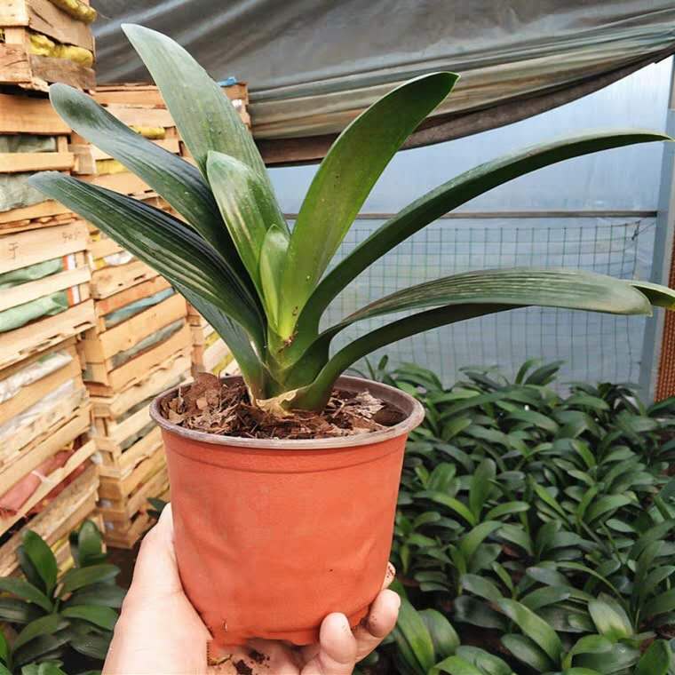 君子兰秋天怎样施肥怎样管理,君子兰浇水干透浇透是否正确