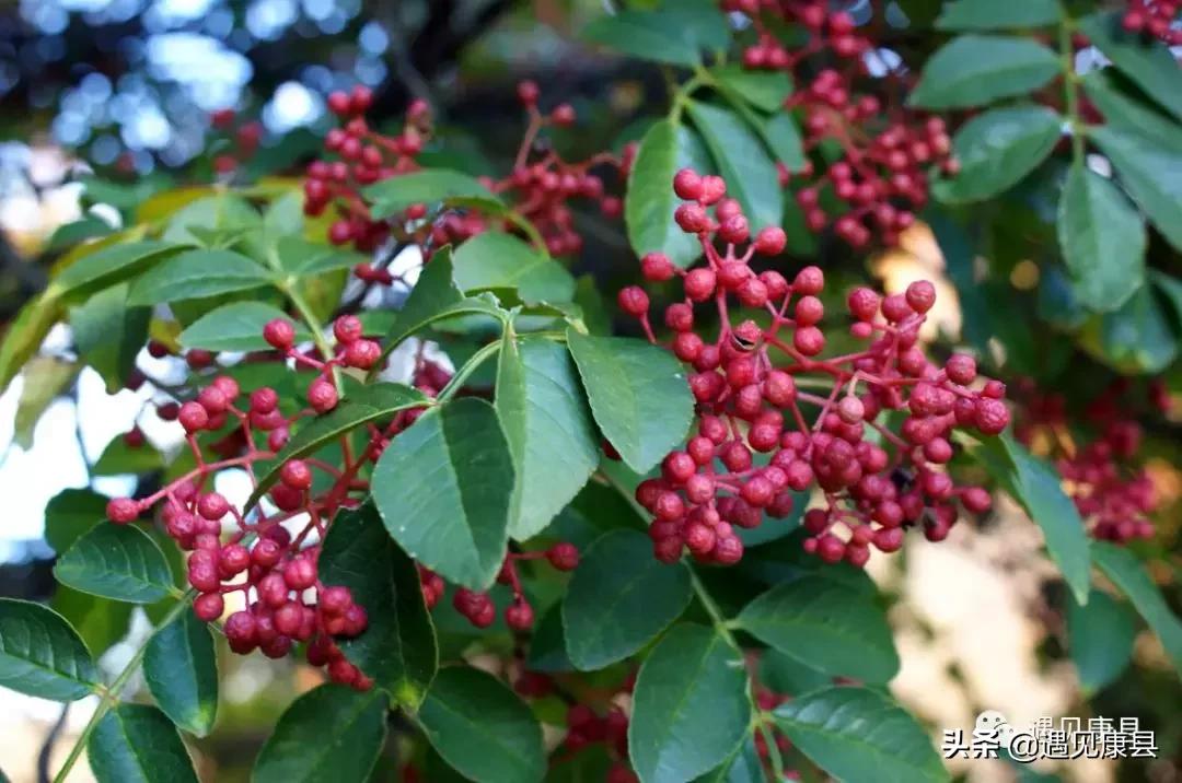遇见康县丨遇见“万宝山”(一)