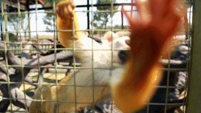 田园嘉乐比-国庆献豪礼！乐园超值游玩攻略