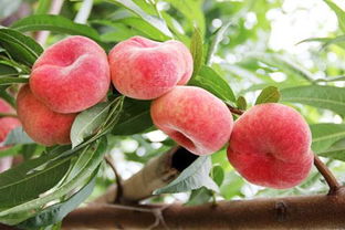 蟠桃选黄色的还是红色的,买蟠桃怎么选出来的蟠桃最甜