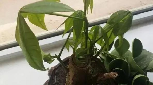 发财树头主干腐烂的救治方法视频,高大发财树主干腐烂怎么补救方法