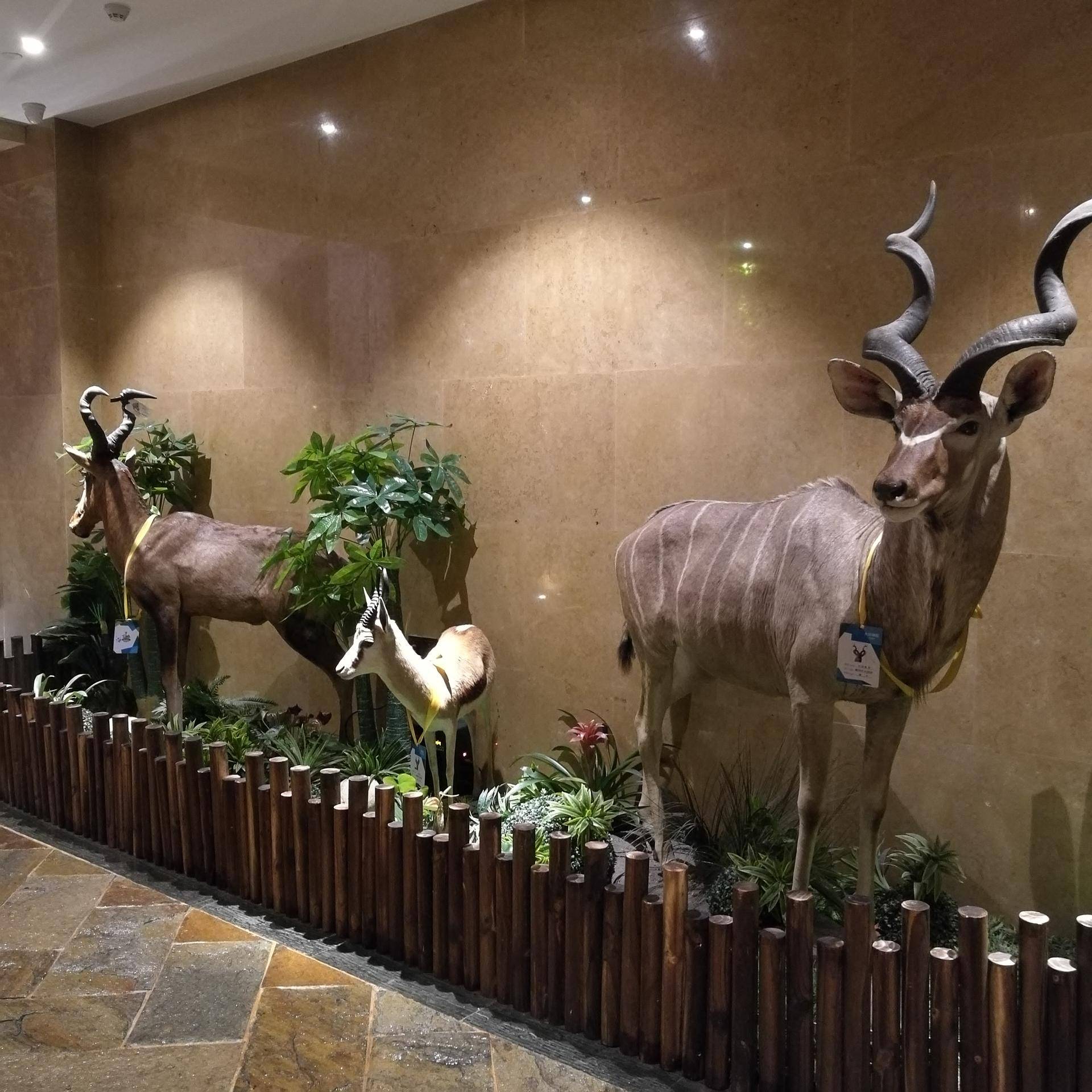 厦门灵玲动物王国游玩时间,五一去哪个动物园玩亲子一日游