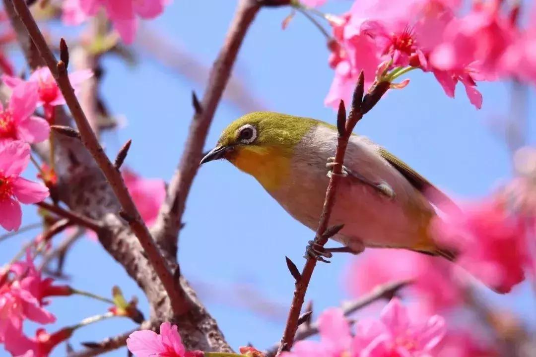 不出广州游世界,广东佛山春节旅行攻略