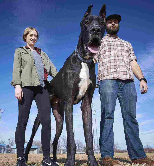 狗界无攻击性的三大犬,建议穷人养的10种便宜狗大型犬