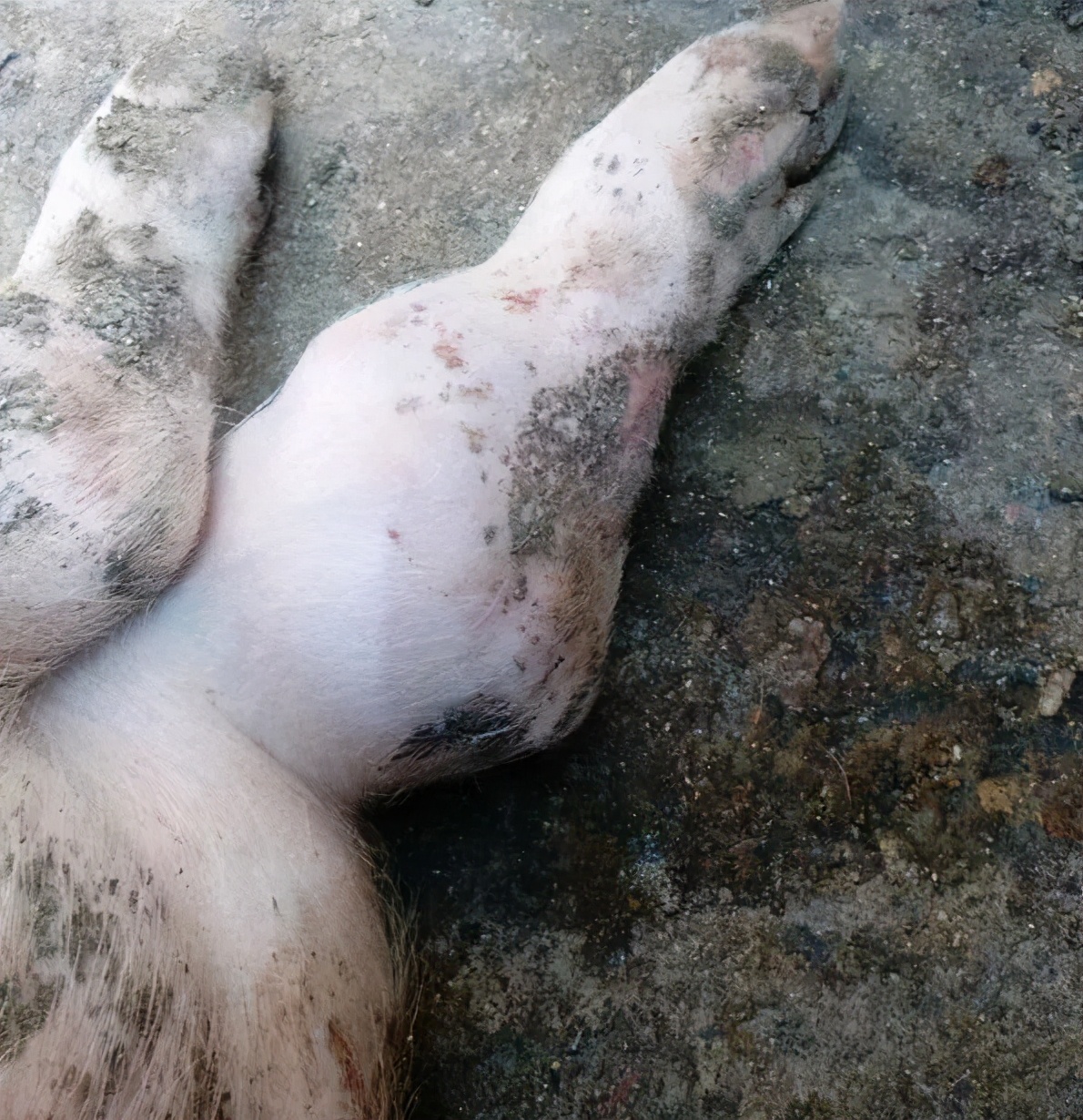 猪场呼吸道病反复怎么回事,最近猪场猪病如何