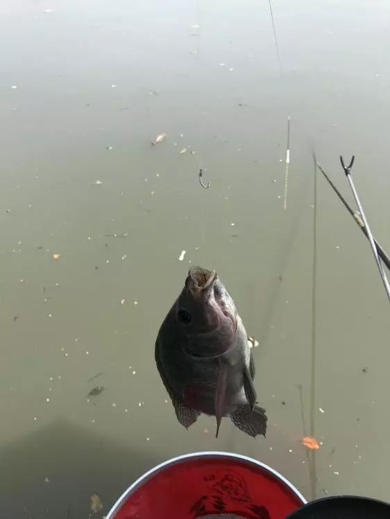 友人相约-本汀七迦爽爆竿