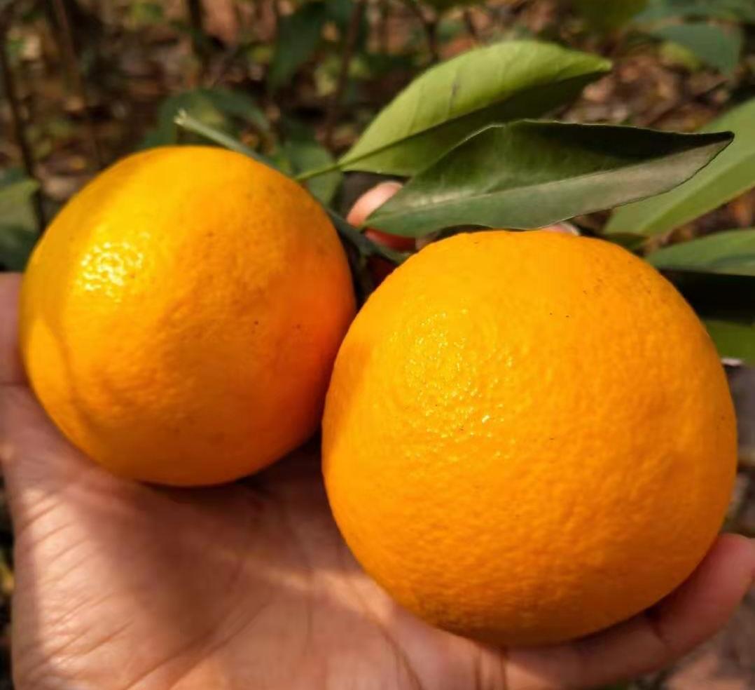 赣南脐橙和麻阳冰糖橙哪个好,江西赣南脐橙和湖南脐橙有啥区别
