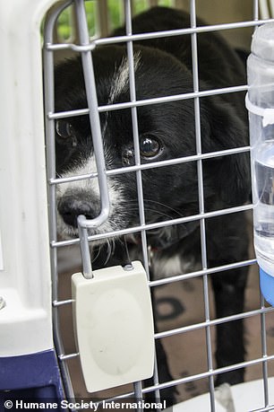 5只中国玉林屠宰场获救犬成功抵达英国伦敦，将陆续找到新家！