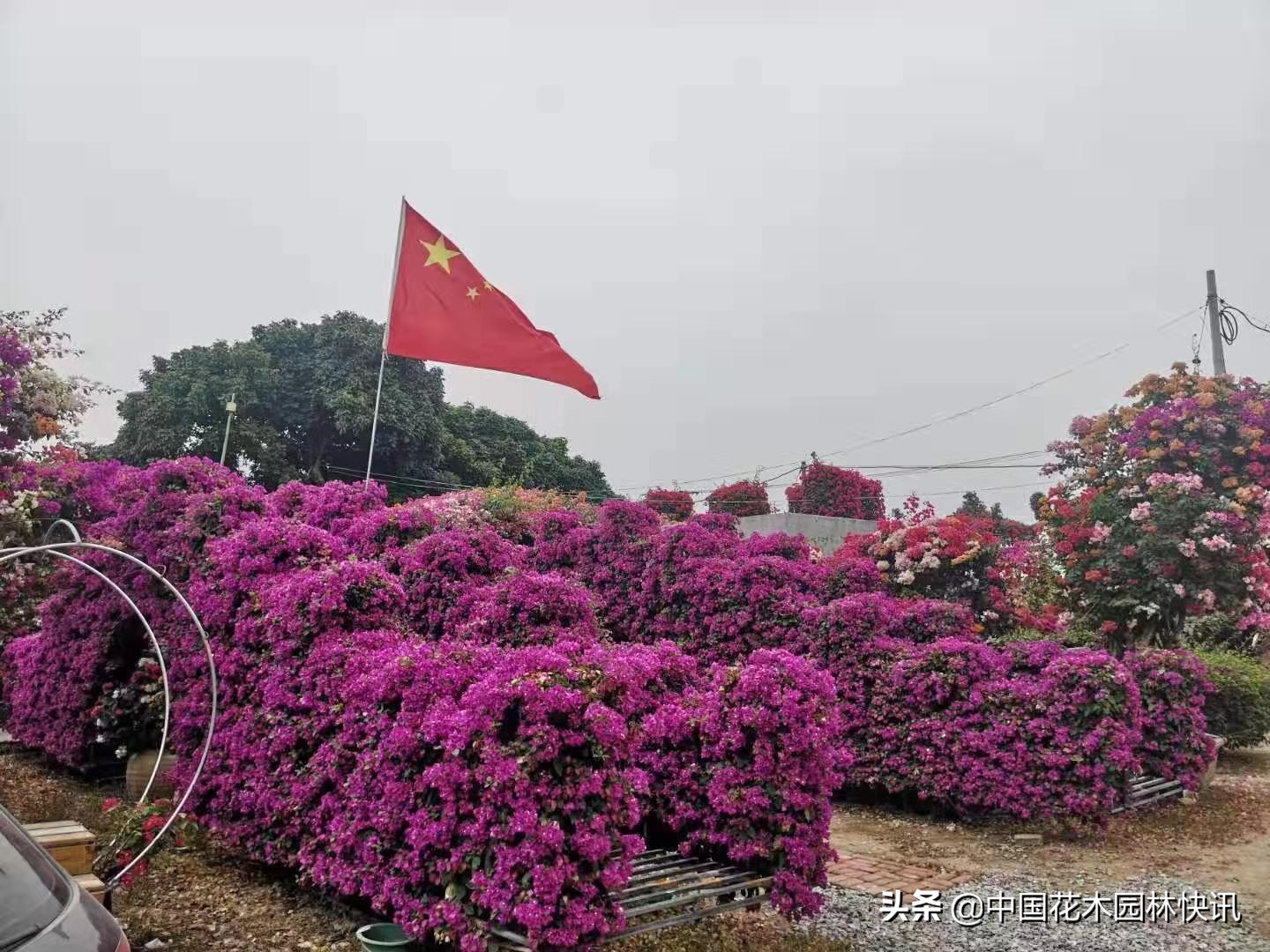 缤纷三角梅,缤纷多彩三角梅