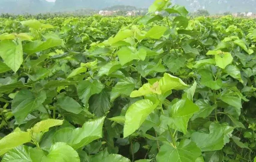 中草药防治鱼病效果好的有哪些,专治鱼病的中药配方