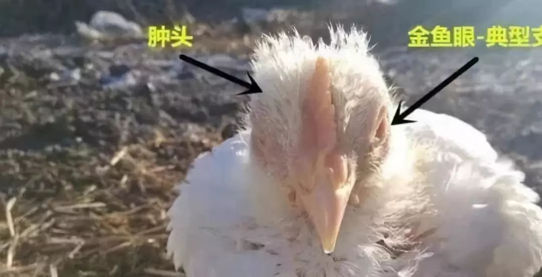 鸡气囊炎腹膜炎用哪种药治疗,大肠杆菌感染怎么缓解