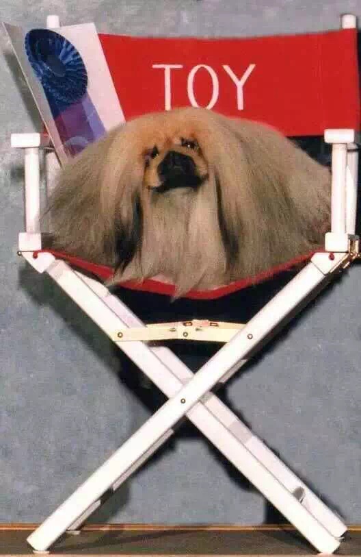 世界顶级北京犬,十大名犬北京犬