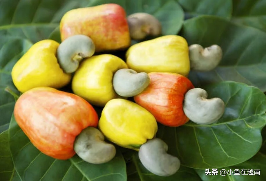 越南旅游自由行攻略最新 (越南自由行旅游必备物品清单)