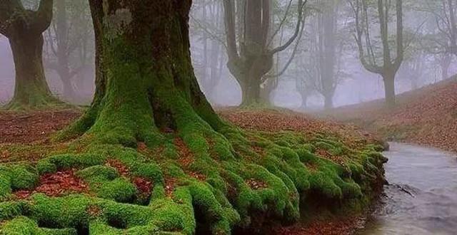 苔藓意境盆景,文人树盆景怎么养才能突出好看