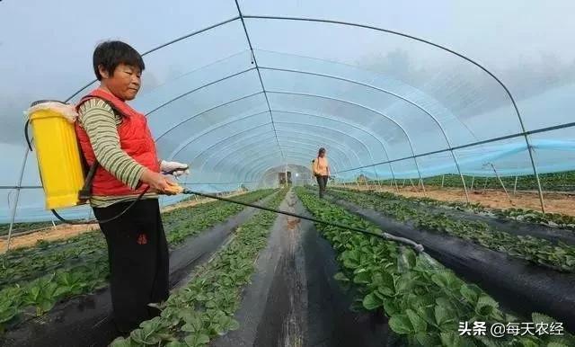 叶面肥避免高温,叶面肥是禁药吗