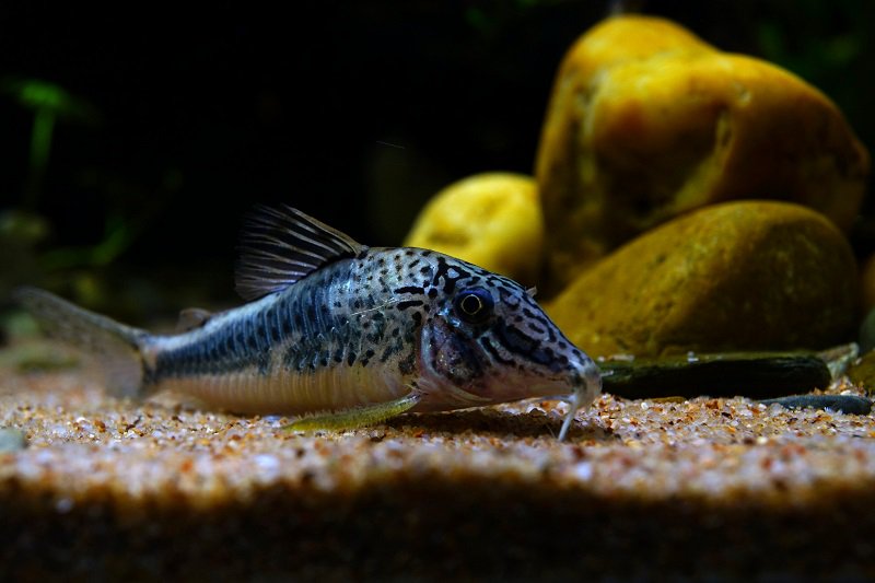 南美水族论坛推荐,南美水草造景论坛