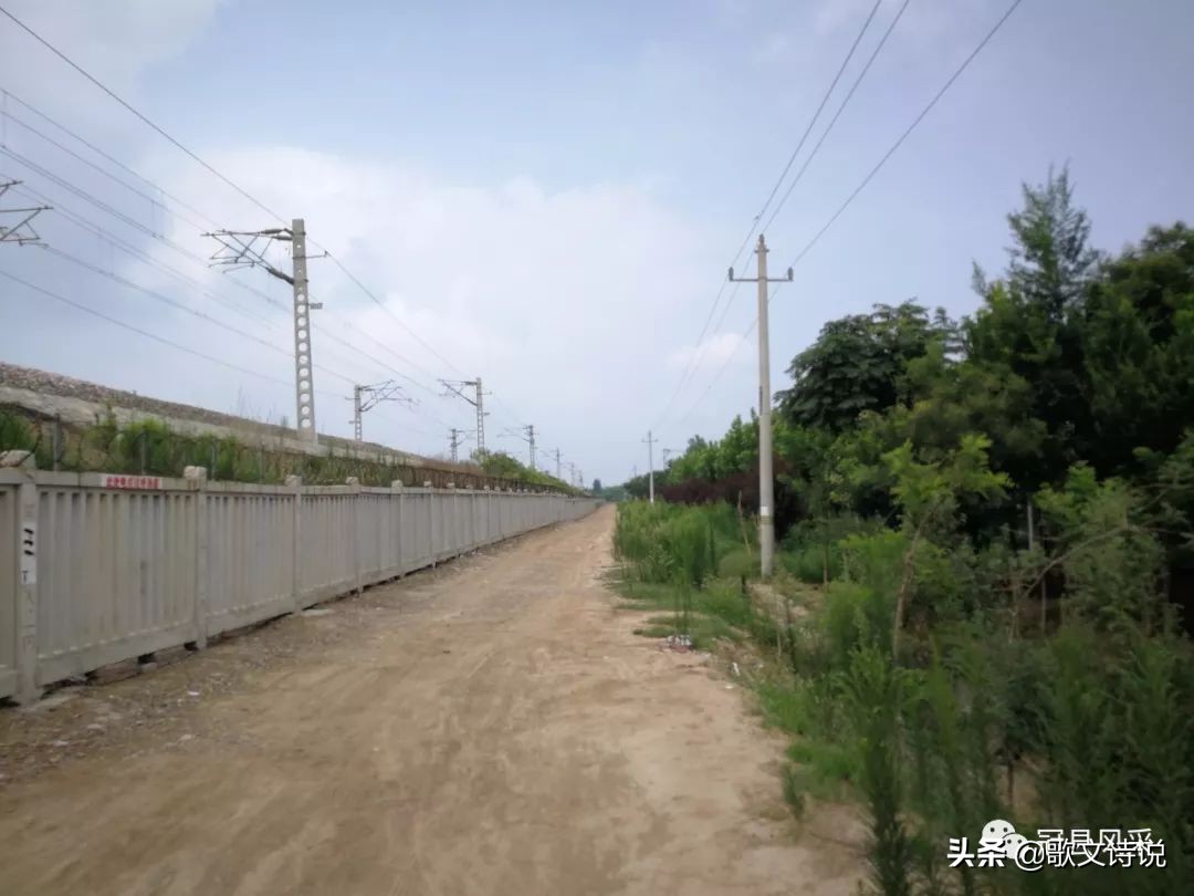 山东冠县精品苗木基地,冠县种植基地