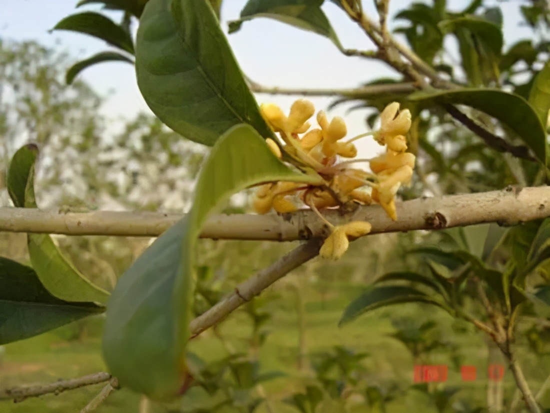 桂花发了好多新芽,桂花品种对比一览表